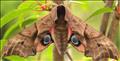 1980 (69.002) Eyed Hawk-moth